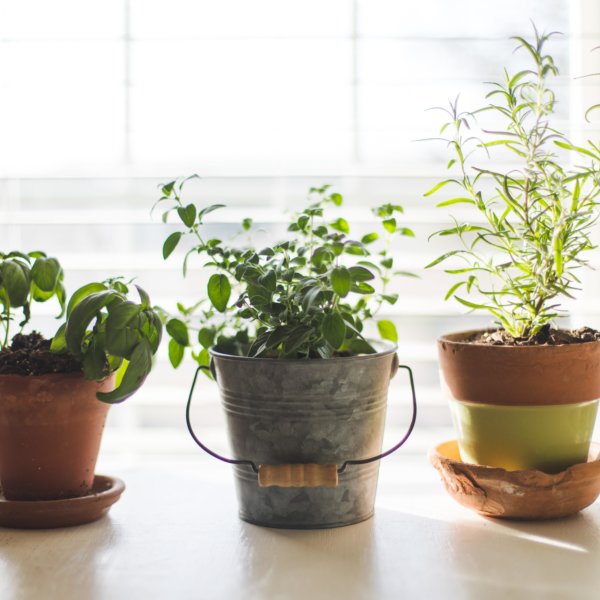 A Beginner's Guide to Indoor Herb Growing