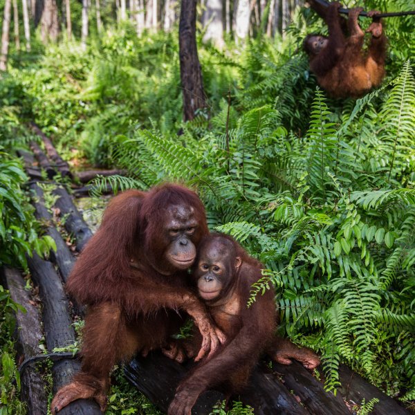 Say No to Palm Oil
